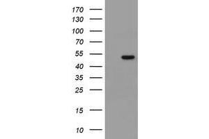 Image no. 7 for anti-Mitochondrial Ribosomal Protein S27 (MRPS27) (AA 151-414) antibody (ABIN1490969)