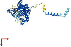 AlphaFold protein structure predicition of Human Recombinant PARP16 Protein, UniprotID Q8N5Y8