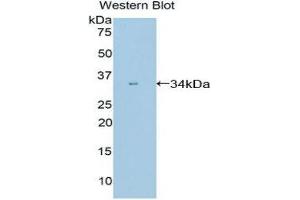 Western Blotting (WB) image for anti-Peptidylprolyl Isomerase E (Cyclophilin E) (PPIE) (AA 12-286) antibody (ABIN1860289)