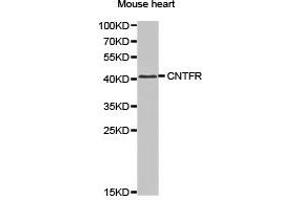 Western Blotting (WB) image for anti-Ciliary Neurotrophic Factor Receptor (CNTFR) antibody (ABIN1871941) (CNTF Receptor alpha anticorps)