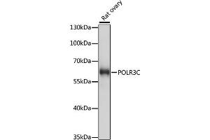 Western blot analysis of extracts of rat ovary, using POLR3C antibody (ABIN7269459) at 1:1000 dilution. (POLR3C anticorps  (AA 1-270))