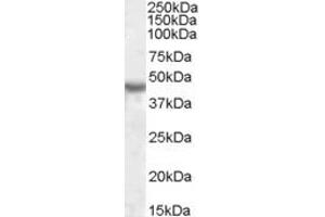 Image no. 1 for anti-Potassium Inwardly-Rectifying Channel, Subfamily J, Member 1 (KCNJ1) (AA 245-259) antibody (ABIN490492) (KCNJ1 anticorps  (AA 245-259))