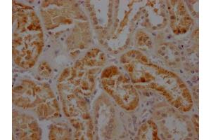 IHC image of ABIN7127384 diluted at 1:100 and staining in paraffin-embedded human kidney tissue performed on a Leica BondTM system. (Recombinant Caspase 2 anticorps)
