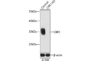 Western blot analysis of extracts from normal (control) and CBR1 knockout (KO) A-549 cells using CBR1 Polyclonal Antibody at dilution of 1:3000. (CBR1 anticorps)