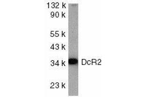 Western blot analysis of DcR2 in HeLa cell lysate with DcR2 antibody at 1ug/ml.
