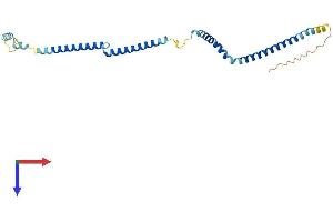 AlphaFold protein structure predicition of Human Recombinant HAUS2 Protein, UniprotID Q9NVX0
