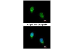 ICC/IF Image Immunofluorescence analysis of paraformaldehyde-fixed HeLa, using WNT11, antibody at 1:200 dilution.