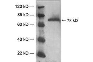 Western blot analysis of mouse brain tissue lysate usingRabbit Anti-PKCgamma Polyclonal Antibody (ABIN398582) (PKC gamma anticorps)