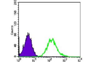 Flow cytometric analysis of PC-2 cells using CDC2 mouse mAb (green) and negative control (purple). (CDK1 anticorps)