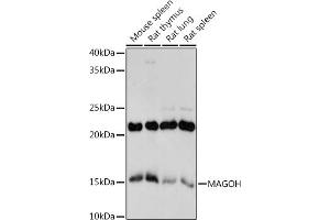 Western blot analysis of extracts of various cell lines, using MAGOH antibody (ABIN7268362) at 1:1000 dilution. (MAGOH anticorps)