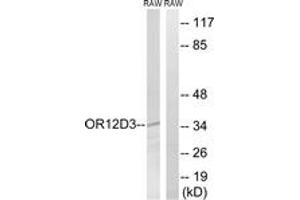 Western blot analysis of extracts from RAW264. (OR12D3 anticorps  (AA 267-316))