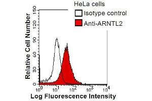 HeLa cells were fixed in 2% paraformaldehyde/PBS and then permeabilized in 90% methanol. (ARNTL2 anticorps)