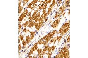 Immunohistochemical analysis of paraffin-embedded H.