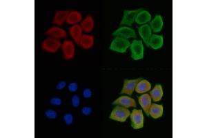 TXNDC6 Antibody staining Hela cells(45 min of heat-shock treatment) by IF/ICC. (NME9 anticorps)