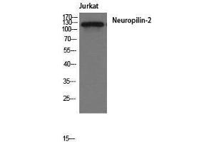 Western Blotting (WB) image for anti-Neuropilin 2 (NRP2) (Internal Region) antibody (ABIN3185856) (NRP2 anticorps  (Internal Region))