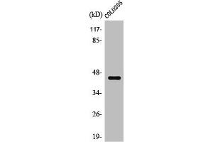 Western Blot analysis of Jurkat cells using SR-4 Polyclonal Antibody (Serotonin Receptor 4 anticorps  (N-Term))