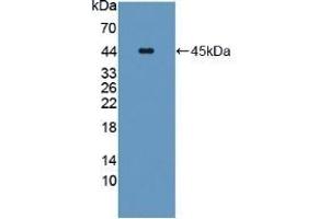 Detection of Recombinant CPA4, Human using Polyclonal Antibody to Carboxypeptidase A4 (CPA4) (CPA4 anticorps  (AA 55-421))