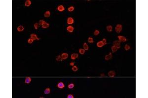 Immunofluorescence analysis of THP-1 cells using MUL1 Polyclonal Antibody at dilution of 1:100. (MUL1 anticorps)