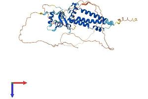 AlphaFold protein structure predicition of Mouse Recombinant Tfap2a Protein, UniprotID P34056