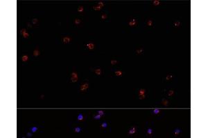 Immunofluorescence analysis of Jurkat cells using PTPRC Polyclonal Antibody at dilution of 1:100. (CD45 anticorps)