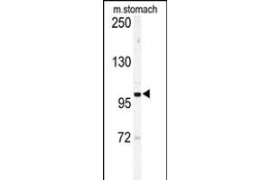 Western blot analysis of Eph receptor A6 (EPHA6) Antibody (C-term) (ABIN391896 and ABIN2841714) in mouse stomach tissue lysates (35 μg/lane). (EPH Receptor A6 anticorps  (C-Term))