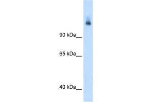 Western Blotting (WB) image for anti-Carbamoyl-Phosphate Synthase 1, Mitochondrial (CPS1) antibody (ABIN2462880) (CPS1 anticorps)