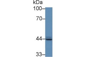 Detection of PAP in Human PC3 cell lysate using Polyclonal Antibody to Prostatic Acid Phosphatase (PAP) (ACPP anticorps  (AA 56-215))