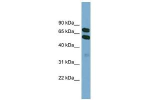 KLHL9 antibody used at 1 ug/ml to detect target protein. (KLHL9 anticorps)
