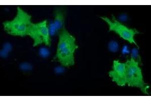 Anti-PIK3AP1 mouse monoclonal antibody (ABIN2453456) immunofluorescent staining of COS7 cells transiently transfected by pCMV6-ENTRY PIK3AP1 (RC214125). (PIK3AP1 anticorps)