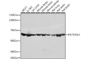 ELP3/KAT9 anticorps