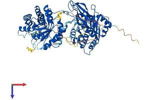 AlphaFold protein structure predicition of Human Recombinant MTHFR Protein, UniprotID P42898