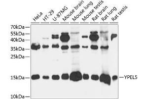 Western blot analysis of extracts of various cell lines, using YPEL5 antibody (ABIN7271422) at 1:3000 dilution. (YPEL5 anticorps  (AA 1-121))