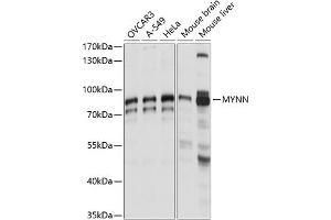 Western blot analysis of extracts of various cell lines, using MYNN antibody (ABIN7268741) at 1:1000 dilution.