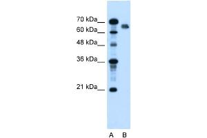 WB Suggested Anti-NR5A2 Antibody Titration:  2. (NR5A2 + LRH1 anticorps  (N-Term))