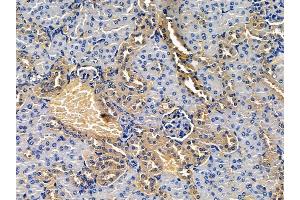 ABIN7094522 and ABIN7098571 at 1/100 staining mouse kidney tissue by IHC-P.