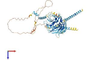 AlphaFold protein structure predicition of Human Recombinant DYNC1I1 Protein, UniprotID O14576
