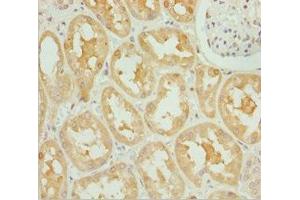 Immunohistochemistry of paraffin-embedded human kidney tissue using ABIN7162247 at dilution of 1:100 (OPA3 anticorps  (AA 25-179))