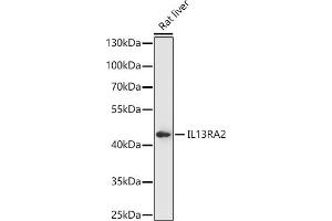 Western blot analysis of extracts of Rat liver, using IL13R antibody (ABIN7267987) at 1:1000 dilution. (IL13RA2 anticorps)