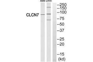 Western blot analysis of extracts from A549 cells and LOVO cells, using CLCN7 antibody.