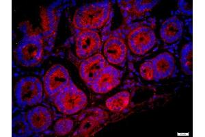 Paraformaldehyde-fixed, paraffin embedded mouse intestine, Antigen retrieval by boiling in sodium citrate buffer (pH6) for 15min, Block endogenous peroxidase by 3% hydrogen peroxide for 20 minutes, Blocking buffer (normal goat serum) at 37°C for 30min, Antibody incubation with FAM134C Polyclonal Antibody, Unconjugated  at 1:400 overnight at 4°C, followed by a conjugated secondary -Cy3) for 90 minutes and DAPI staining of the nuclei. (FAM134C anticorps  (AA 76-180))