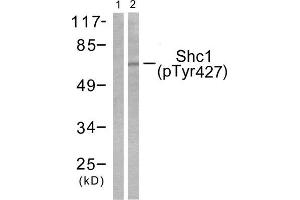 Western Blotting (WB) image for anti-SHC (Src Homology 2 Domain Containing) Transforming Protein 1 (SHC1) (pTyr427) antibody (ABIN1847217) (SHC1 anticorps  (pTyr427))
