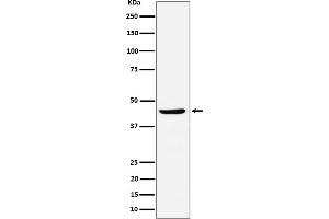 Western blot analysis of NDRG3 expression in Raji cell lysate.