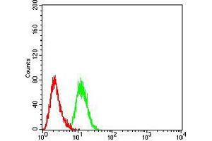 Flow cytometric analysis of Hela cells using CDH11 mouse mAb (green) and negative control (red).