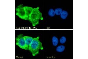 (ABIN184829) Immunofluorescence analysis of paraformaldehyde fixed A431 cells, permeabilized with 0. (ARL6IP5 anticorps  (C-Term))