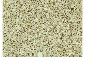 ABIN6273311 at 1/100 staining Mouse liver tissue by IHC-P. (ROGDI anticorps)