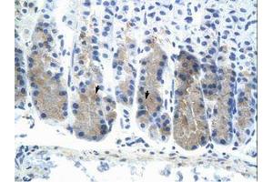 Image no. 1 for anti-E74-Like Factor 3 (Ets Domain Transcription Factor, Epithelial-Specific) (ELF3) (N-Term) antibody (ABIN6736320)