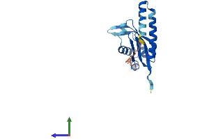 AlphaFold protein structure predicition of Mouse Recombinant Pop5 Protein, UniprotID Q9DB28