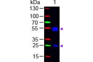Image no. 1 for Goat anti-Rat IgG (Whole Molecule) antibody (FITC) (ABIN301460) (Chèvre anti-Rat IgG (Whole Molecule) Anticorps (FITC))