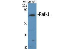 Western Blotting (WB) image for anti-V-Raf-1 Murine Leukemia Viral Oncogene Homolog 1 (RAF1) (Thr566) antibody (ABIN3177117) (RAF1 anticorps  (Thr566))