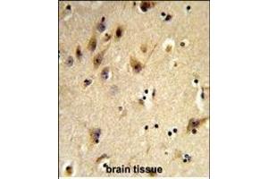 Formalin-fixed and paraffin-embedded human brain tissue reacted with HIST1H2AH Antibody (N-term), which was peroxidase-conjugated to the secondary antibody, followed by DAB staining.